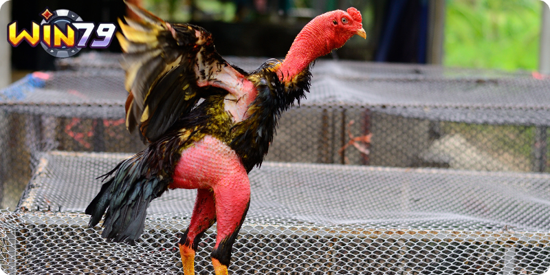 Quan Sát Thể Trạng Khi Khởi Động