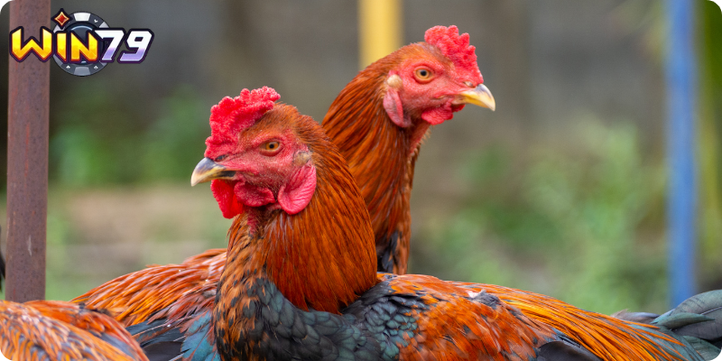 Bổ Sung Chất Béo và Carbohydrate Hợp Lý