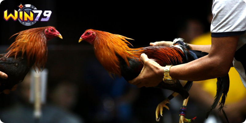 Mẹo đá gà bền sức, ra đòn mạnh