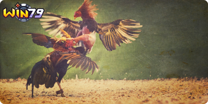 Đỉnh Cao Giải Trí Của Trường Đấu Hàng Đầu